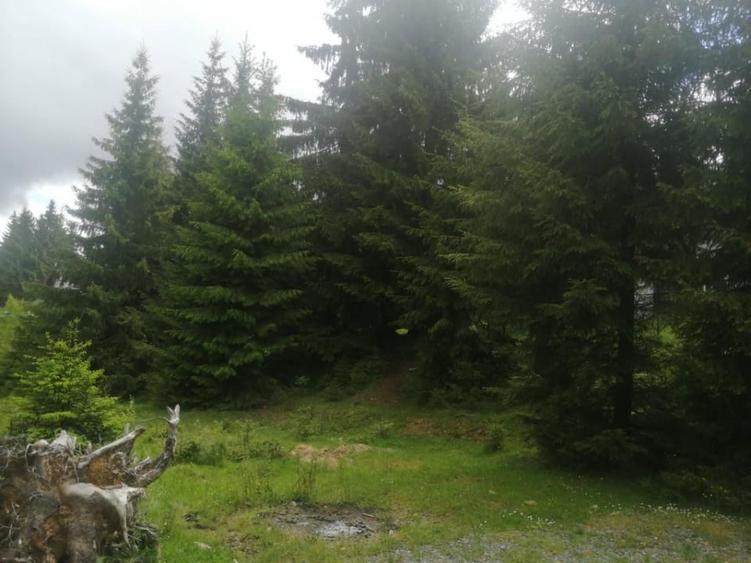 Teren de vanzare Belis1300mp Strada principala Intravilan - 5