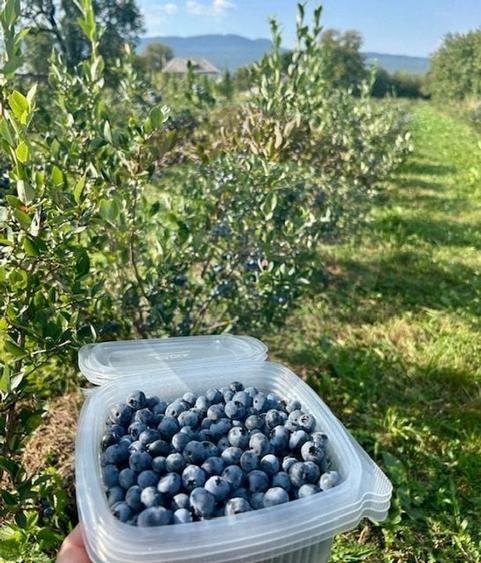 Teren intravilan 6.900mp BREB MARAMURES - 1