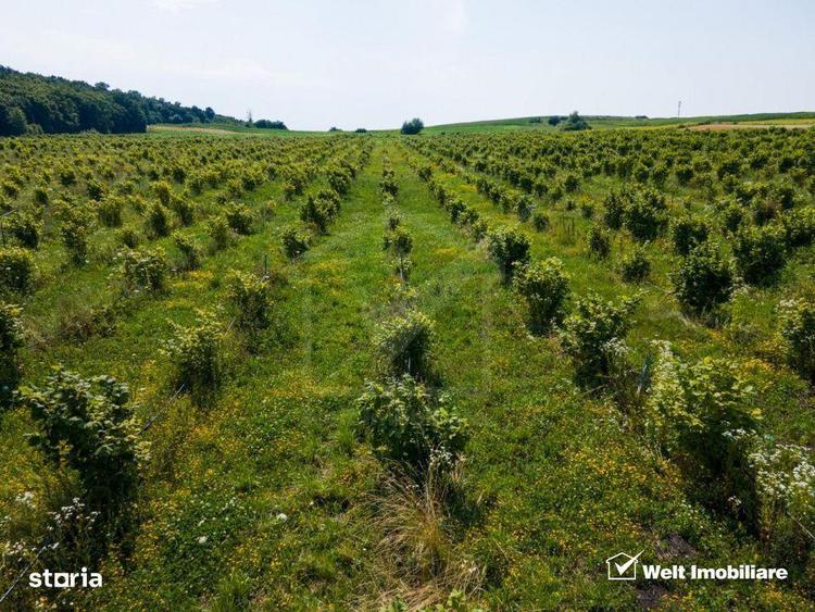 Teren nucifer cu plantatie de aluni, sat Frata, jud. Cluj - 3