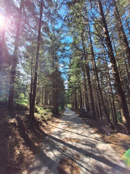 TEREN DE VANZARE 7000 MP INTRAVILAN -STATIUNEA PALTINIS! - 6