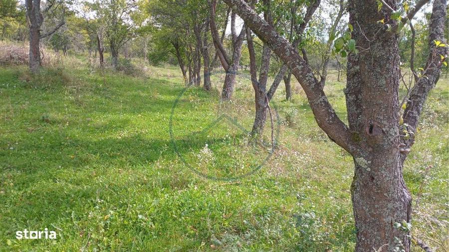 Teren extravilan 10.000 mp Livada de pruni, Dorolea (15 km de Bist - 1