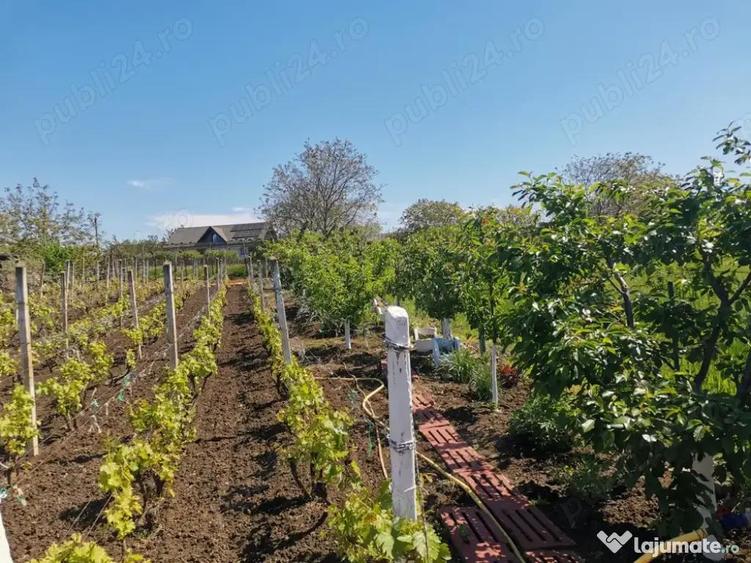 Teren de vanzare cu bucatarie si magazii 1128mp - 3