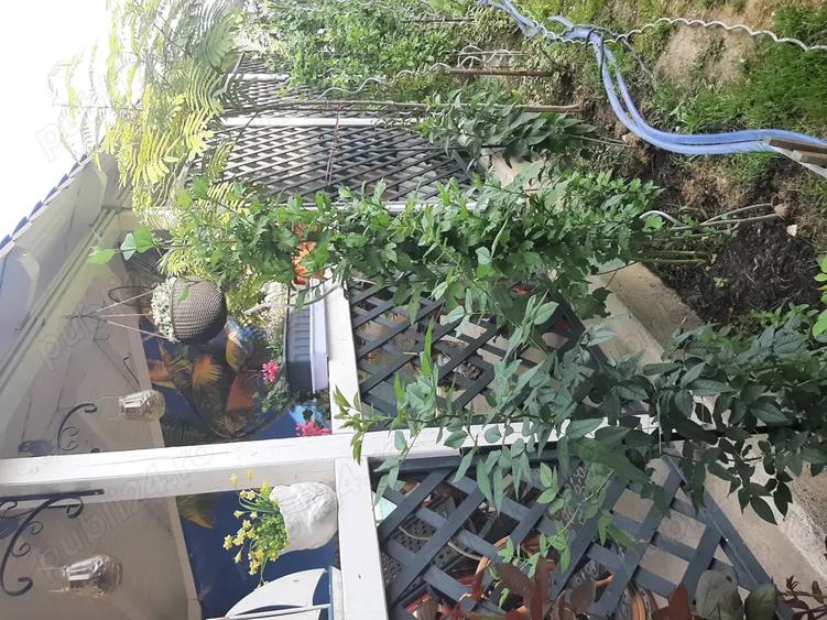 Casa de vanzare Sannicolau Mare - 3