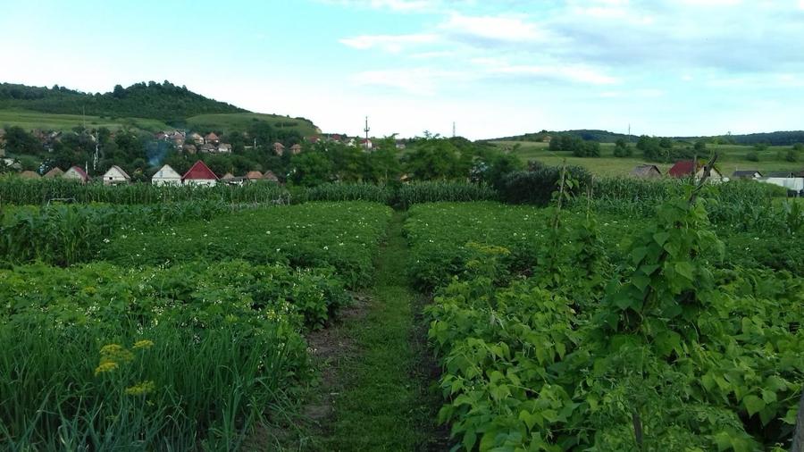 Vand casa Petelea, Mures, 5 Km de Reghin - 5