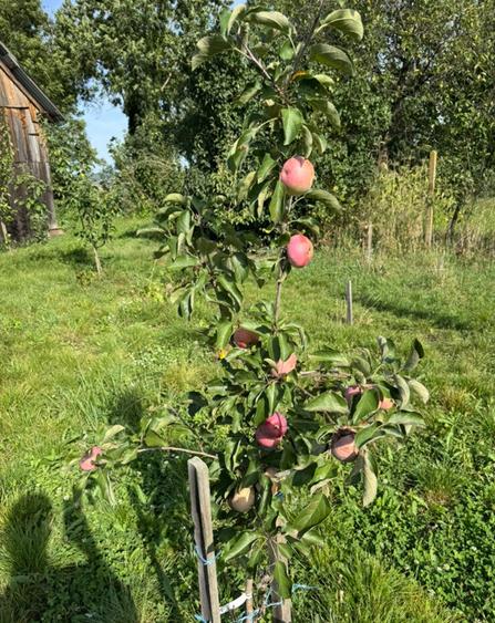 Casa Gornesti renovata 2025 semifinisata - 7