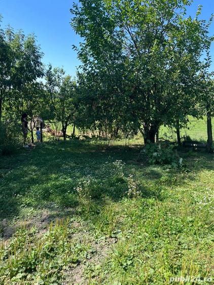 Vand casa batraneasca - 2