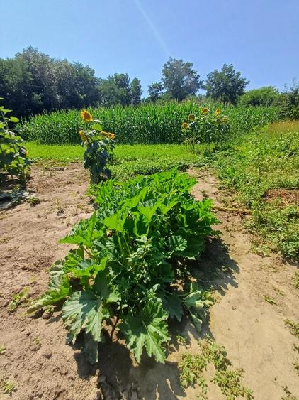 Teren pentru casa si gradina - 2
