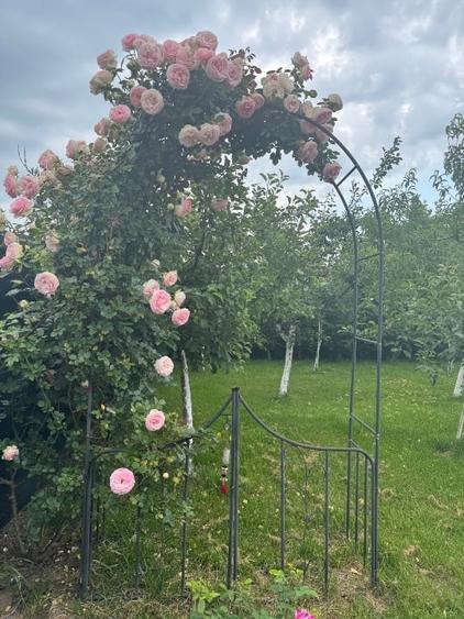 Vila premium de vânzare - 10