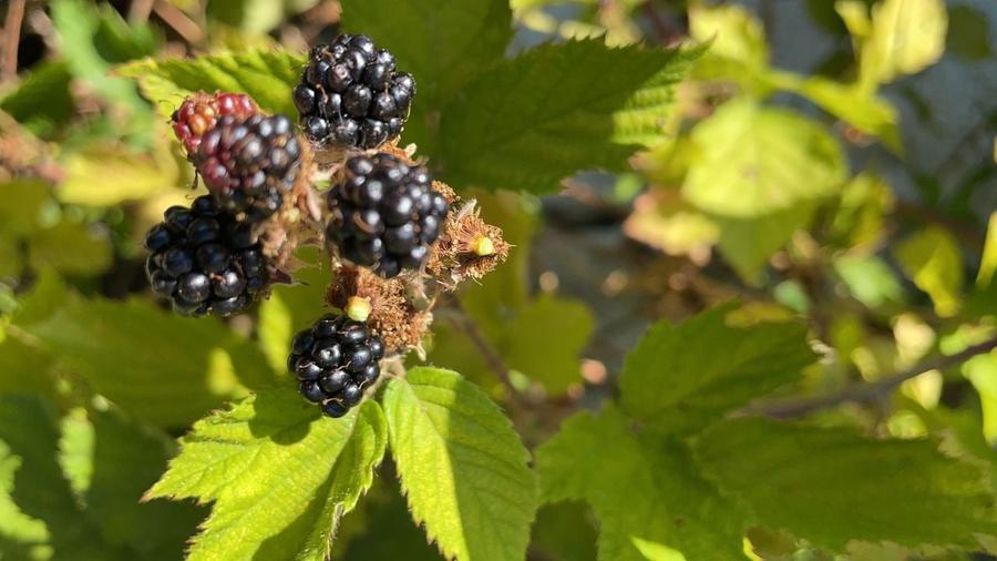 Teren Extravilan &icirc;n mijlocul naturii. - 3