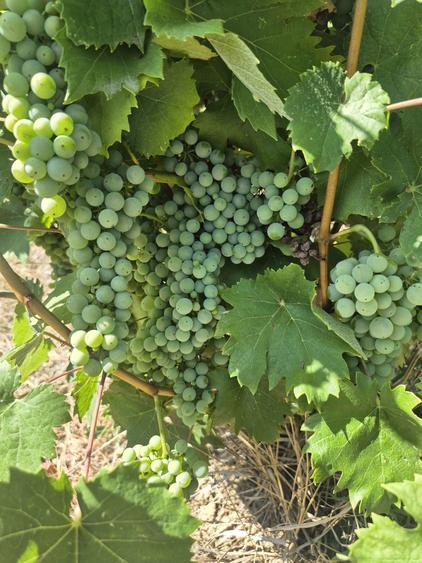 Vie 3.5Ha zona Urechesti Vrancea - 2