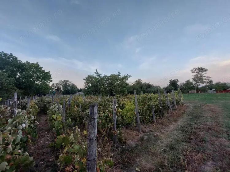 Casa batraneasca bine intretinuta in Bahna - 13