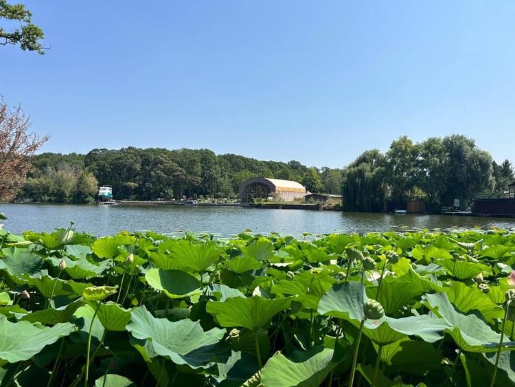 Teren de Vis pe malul lacului Snagov / 4000 mp in inima Naturii /40 m deschidere - 4