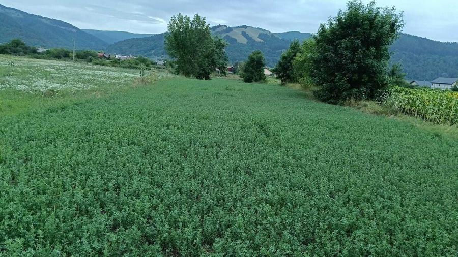 VAND TEREN INTRAVILAN Dofteana, jud. Bacau, 2.039 mp, acces: DN12 - 1