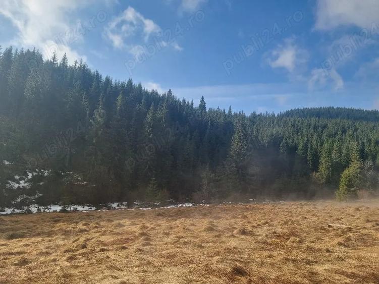 Teren de 40000 mp, în Poiana Horea