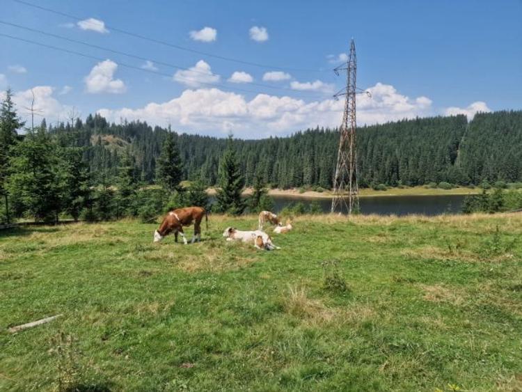 Vand teren si casa istorica in Giurcuta de Sus pe malul lacului - 7