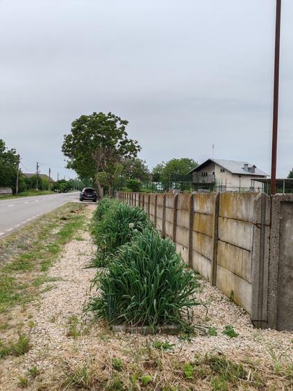 Casă + teren 4200 mp, vie, curent, fosa, anexă – Crevedia Mare, Giurgiu - 9