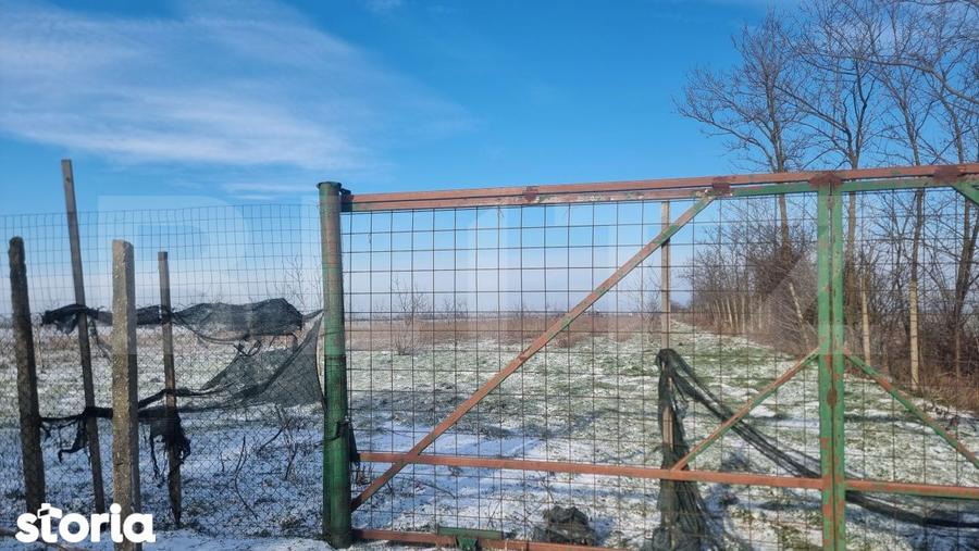 PROPRIETATE AGRICOLA PREMIUM 5 HECTARE CU LIVADA DE NUCI (CHANDL - 1