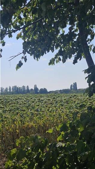 Teren de vanzare  - Caciulati - Ilfov - 3