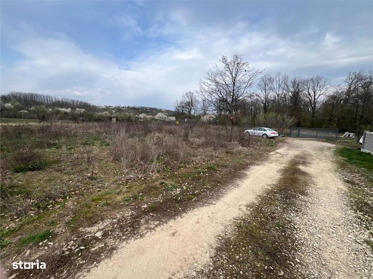 RECO Teren Paleu - 2