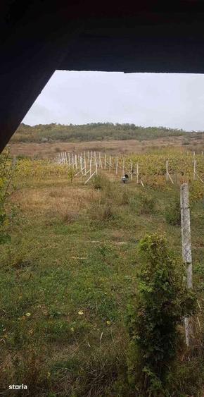 Teren intravilan de vanzare - 6200mp, padure in apropiere - 4