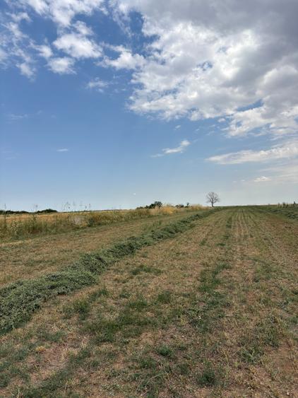 Teren Budeni - Delta Comana - Giurgiu - 9