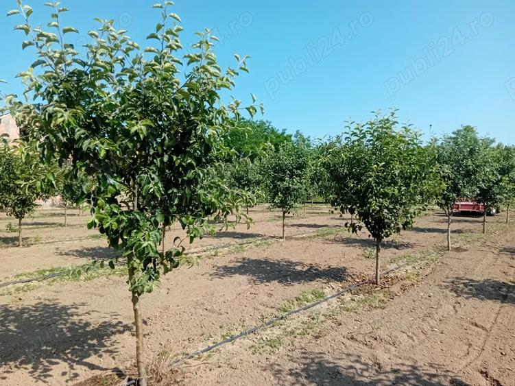 Proprietar vand sau schimb livada - 8