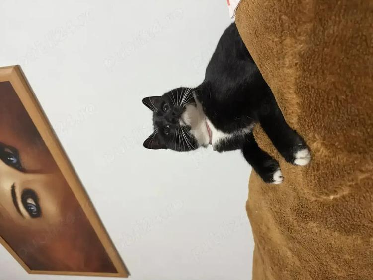 Doar in Decembrie! Garsoniera Parter CET baie cu cada mare si bucatarie cu geam - 4