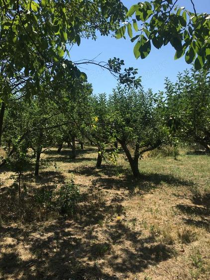 Vand 2248 mp (teren intravilan+ casa), Leu , jud Dolj livada pomi - 7