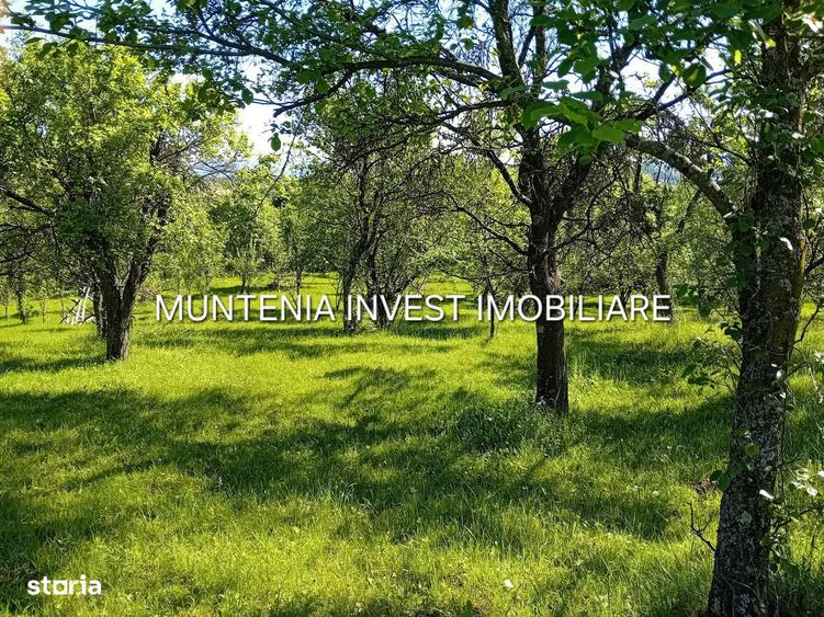 Teren 5596 mp. Com.Bradulet ,sat Galesu. - 8