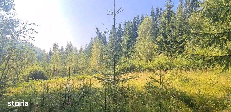 Neagra Sarului - Saru Dornei, Teren S = 6450 mp; 13 km de Vatra Dornei - 3