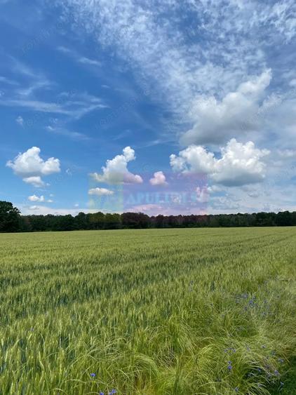 Teren de 94000 mp, în Albota