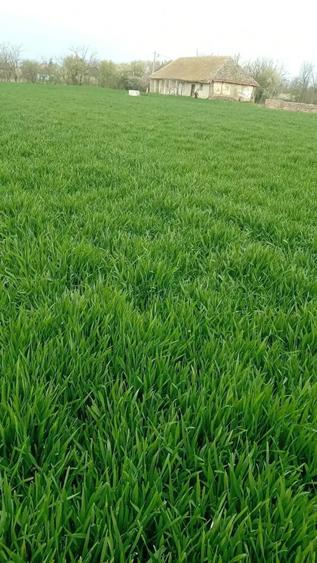 Casa de vanzare in Percosova ,Timi?! - 2