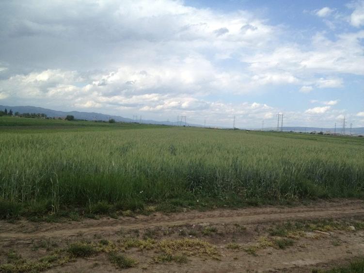 Teren 10600 mp DN13 Stupini - 2