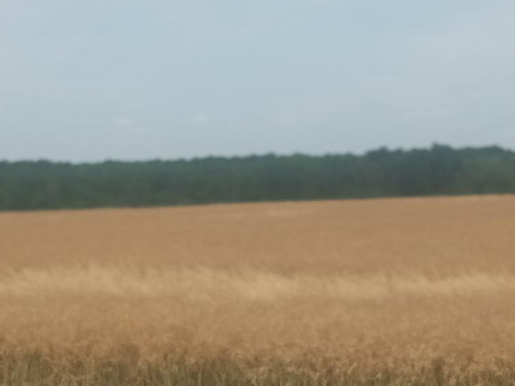 Teren Vanzare Intravilan Branesti - Investitie Zona Industriala Vis a Vis Makita - 25