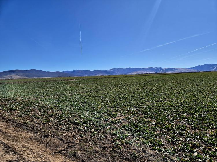 Teren extravilan de vânzare – Prejmer, Brașov | Potențial  pentru dezvoltare! - 2