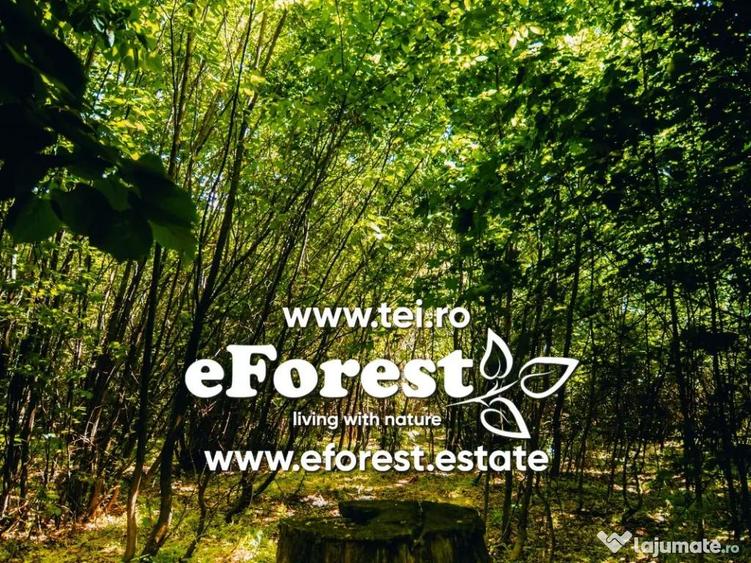 Lot lini?tit langa padure, langa Academia Titi Aur, Crevedia - 2