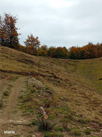 Teren de 2000 mp, în Curățele