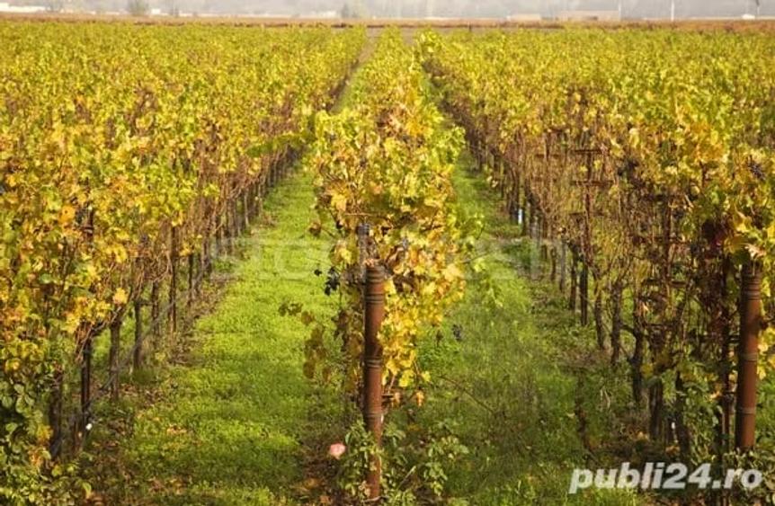 Teren de 3000 mp, în Mărunțiș