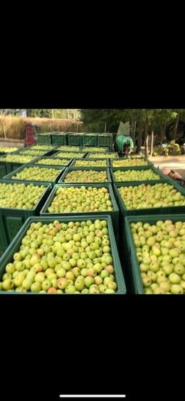 Afacere la cheie-FERMĂ POMICOLA - 4