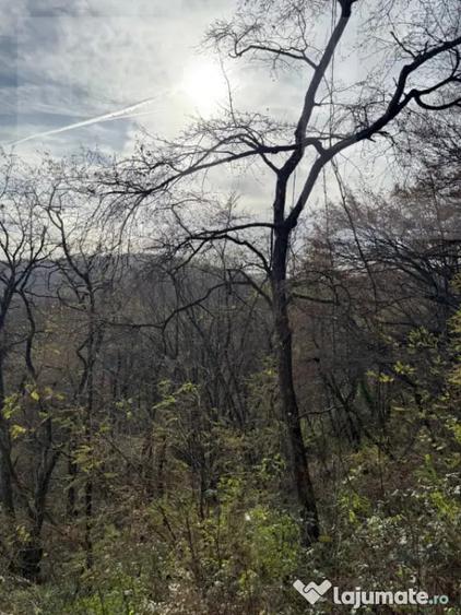 Teren de 8271 mp, în Cerbăl