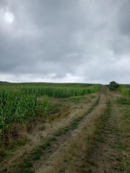 Teren agricol extravilan de 5800 mp, în Moișa