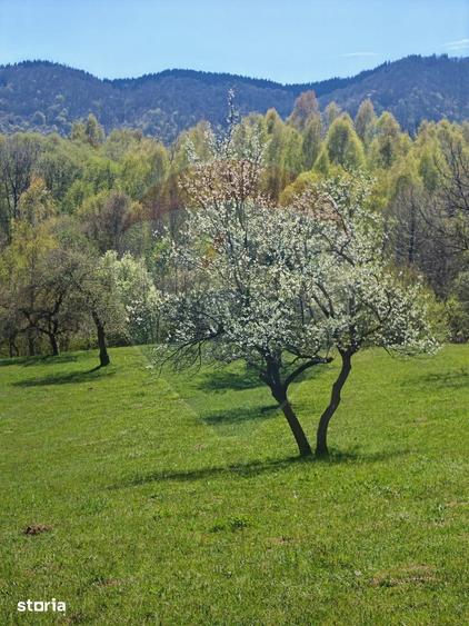Ocazie! Teren 9735 mp Bran- Predelut / Strada Pe Tarina nr. 70A - 3