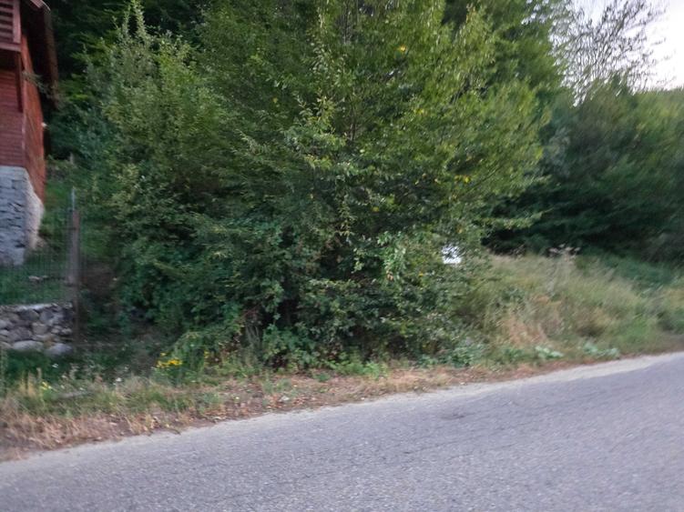 Spațiu comercial, în Pădurea Neagră