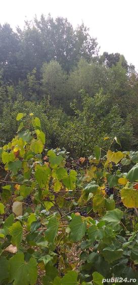 Teren de 6000 mp, în Provița de Sus