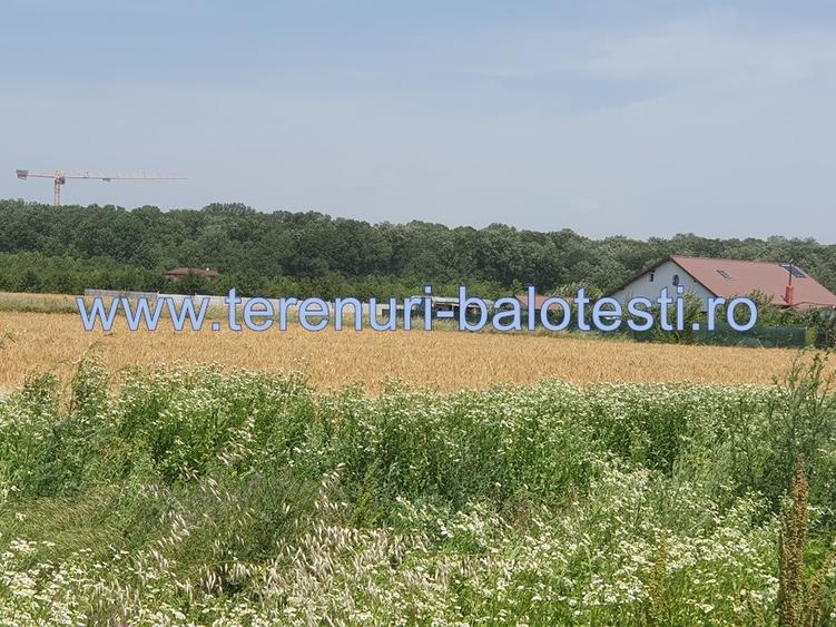 Teren Balotesti,padure Sri,19500 euro - 5