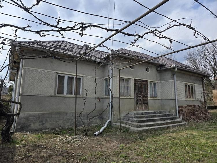 Vand Casa Pamant Padure - 5