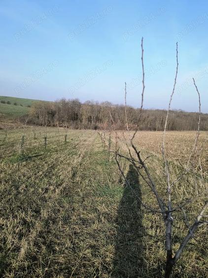 Teren de 8700 mp, în Ramna