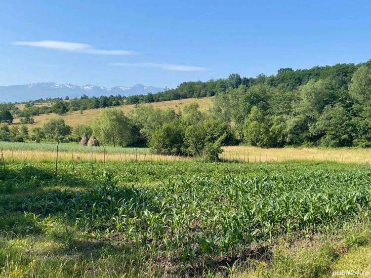 Teren de 2500 mp, în Central