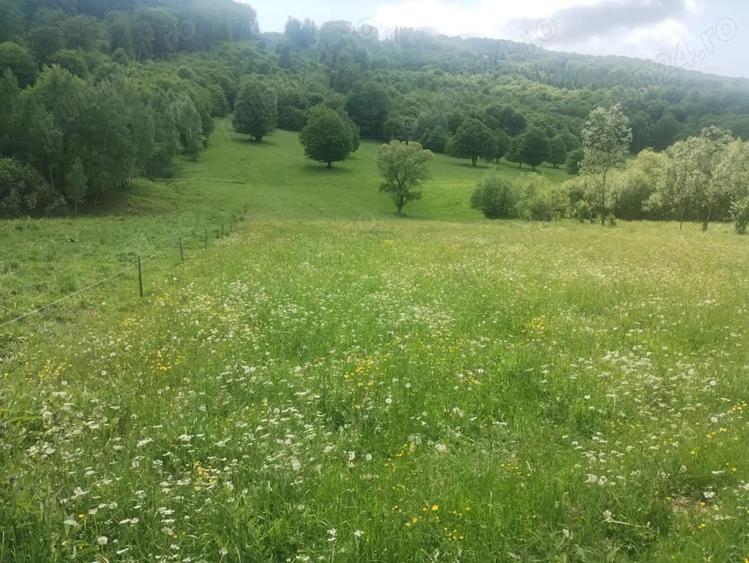 Teren de 5800 mp, în Scrădoasa