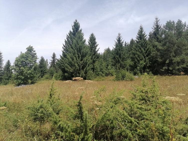 Teren Construcții extravilan de 5000 mp, în Scărișoara